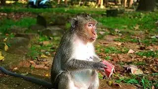 Meet Monkey Ellen but Not See Elayna Today 26 Nov 25
