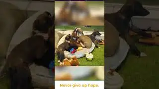 Dog Training Basic Tips || Professional Dog Training || pet animals gallery #shorts #tipsfordog