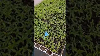 tour of a marijuana super farm at an undisclosed location