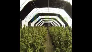 Light Deprivation Commercial Greenhouses