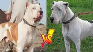 💥Bully Kutta Vs Gull dong - Qu&eacute; raza es mas poderosa