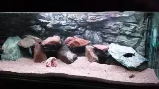 Copadichromis virginalis firecrest