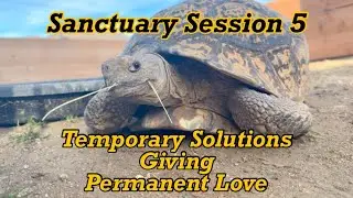 Sanctuary Session 5: Why We Choose “Temporary” When Tortoises Need Heat Now
