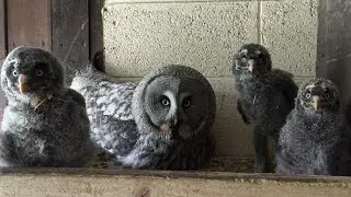 🦉❤️Great Grey Owl Nest with Barbara & babies