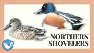 NORTHERN SHOVELER DUCK | bird videos | New York - BIRDWATCHING DOT CALM #birdwatchingdotcalm