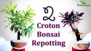 How to Grow Croton Bonsai! 2 Croton Bonsai Repotting for Beginners//GREEN PLANTS