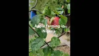 Apple farming in Nigeria is real.