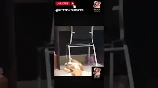 😻 Cutest Kittens Doing Crazy Things! 😝 #CutestKittens #CrazyKittens #Shorts