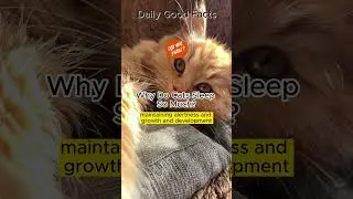 Why Do Cats Sleep So Much? #shorts #facts #cat #animals #pets