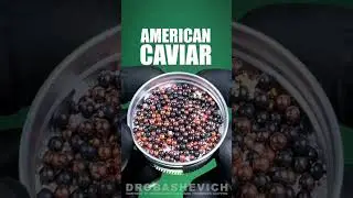 FOR SHOTGUN #12gauge #ammo #check #usa #gun #asmr #spyderco #hunting #hunter