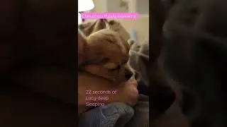 Lucy Chihuahua Puppy Snores!