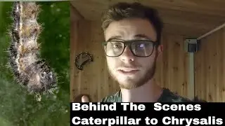 Painted Lady Caterpillar: Turning into a Chrysalis (Part 1)