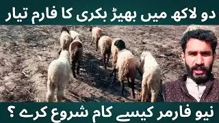 How To start Sheep Farm business In pakistan | Low budget Sheep farm