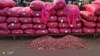 Number one best quality onion seeds