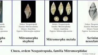 Choco, ordem Neogastropoda, fam&iacute;lia Mitromorphidae mitromorpha mollusca Scrinium stepheni metula