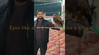 Eyes like a hawk, spirit like a king.#Shorts #Viral #Trending #BirdOfPrey #naturelovers
