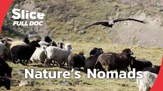 Europe’s Nomadic Shepherds and the Wildlife They Sustain | FULL DOCUMENTARY