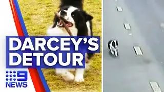 Runaway dog behind Lane Cove Tunnel traffic | 9News Australia