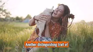 The Pug - Top Personality Traits, Characteristics And Facts
