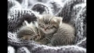 LIVE 🌙 Relax Before Sleep | Cats Sleeping Soft Piano