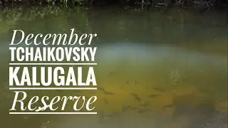 December, Tchaikovsky to Kalugala Reserve