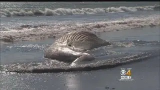Revere Wants To Prevent Future Whale Beach Burials