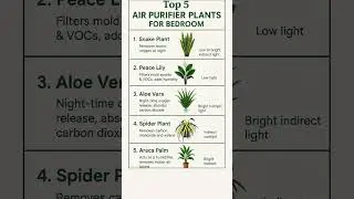 Top 5 Purifier Plant for Bedroom #gardening #garden #plants #flowers #indoorplants