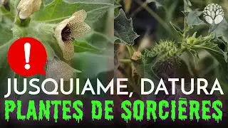La jusquiame, le datura et la morelle noire, les belles vénéneuses !