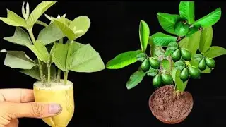 Garden Video is liveAmazing Way To Grow Guava Tree Cutting In A Banana