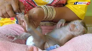 Baby Monkey | Mom Cutting Nails For Tiny Baby Olly
