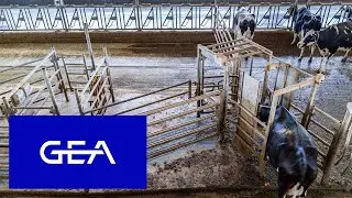 Elkwater Colony &ndash; Part 4 &ndash; Cow traffic, free or guided flow?