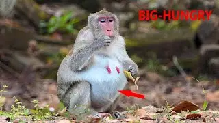 Poor mom Jane gain more big of her belly but she still much hungry, Jane try eat much to gain energy