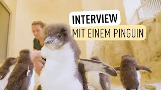 K&uuml;ken-Rekord bei Felsenpinguinen! I Tiergarten Sch&ouml;nbrunn