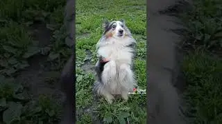 красивая и послушная шелти Лесси ❤️  #шелти #shorts #собака #дрессировкасобаки