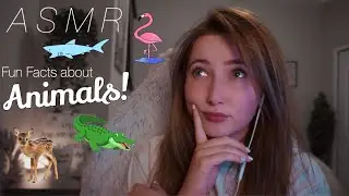 ASMR ~ Binaural Animal Fun Facts!