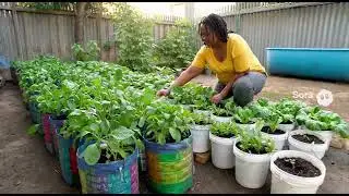YOU DONT NEED SOIL TO GROW FOOD