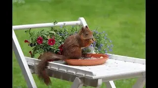 Squirrel Grey Squirrel Running Fence Animal Grey Video for WhatsApp status insta story
