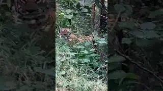 Pachmarhi me bee fall me tiger