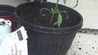 How To Grow Jalape&ntilde;o Peppers!