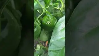 Garden  🫑🙏 #garden #veggies #organic #biologics #quintal #fyp #foryou #peppers #pimento #shorts