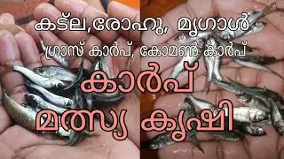 carp fish farming. catla, rohu, mrigal, common carp, grass carp. കാർപ് മത്സ്യ കൃഷി.