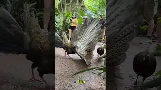 &ldquo;The Peacock That Turns Mating Into a Perfect Performance&rdquo;