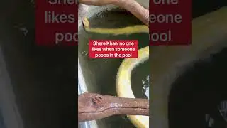 Мой домашний питон нагадил в бассейн!!! 😱🐍 #шорты #змея