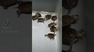Diamondback Terrapin Concentric Turtles[Malaclemys Terrapin]#malaclemysterrapin #diamondbackterrapin