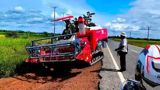 Modern Rice Harvest in Cambodia | Lovol RG130 Powerful Machines in Action