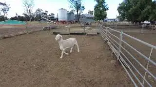 Lot 61 230066
