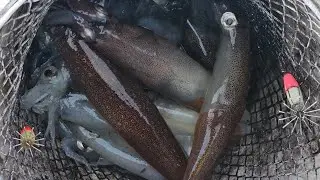 12/13/25 Edmonds Pier daytime squid fishing