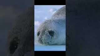 poor baby seals #wildlife #antarctica #sad