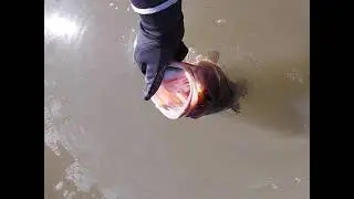 Bassin up in Cooper River SC