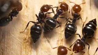 MRÓWKI już obudziły się po zimie 🌞🐜🐜🐜
